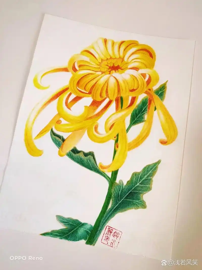 彩铅～菊花      @9190粤9091霸王花94