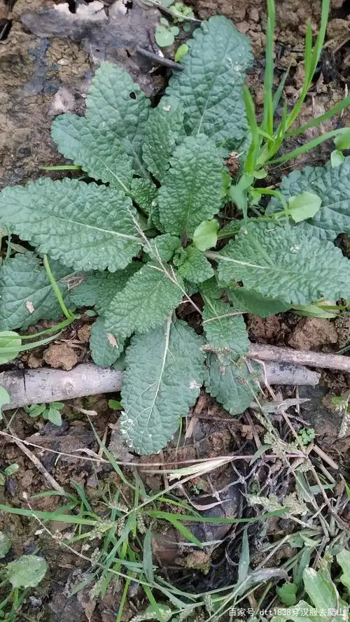 美味野菜之三雪见草