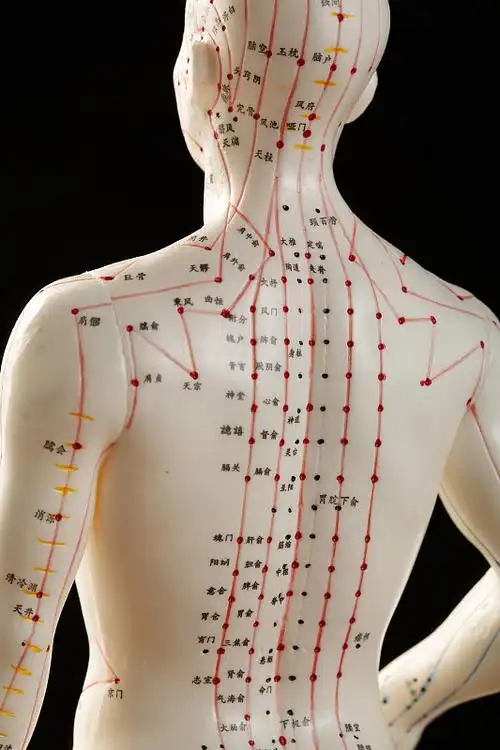 针灸穴位图片素材