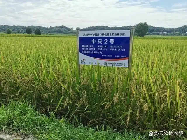 稻谷降镉靠科技,多个低镉积累水稻品种镉含量达到安全标准