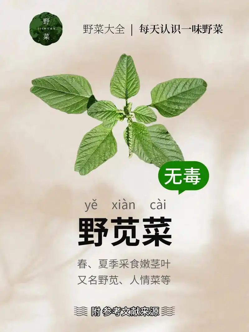 关注我每天认识一种野菜:(野苋菜). - 抖音