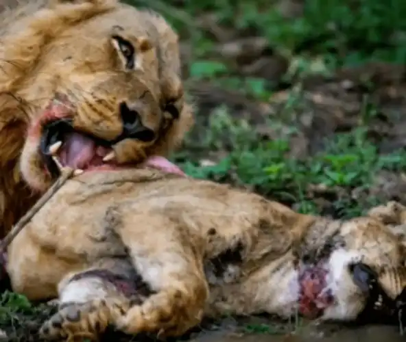 二篇①滑出一个红色的蛋②当过河的羚羊遇到鳄鱼大