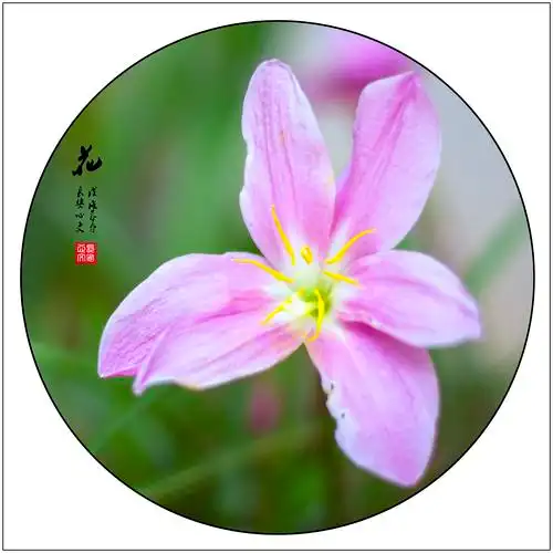 【花◆韭菜兰】