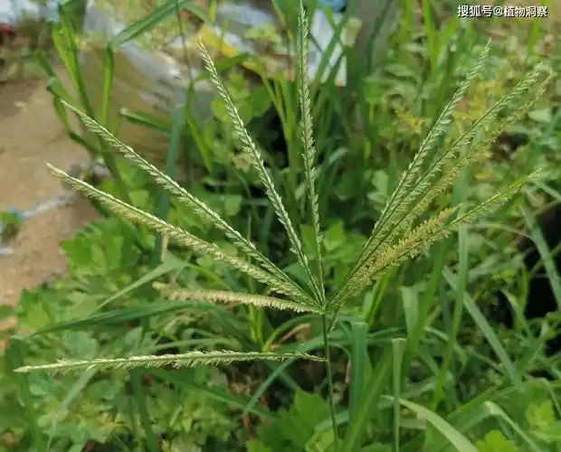 牛筋草,又称千人拔,千人踏,有4大作用,价值极高,农民朋友要了解!