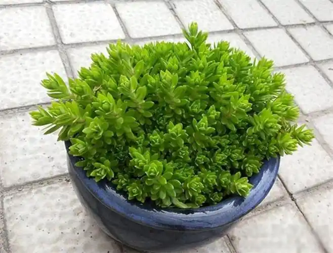 垂盆草:景天科景天属多肉植物