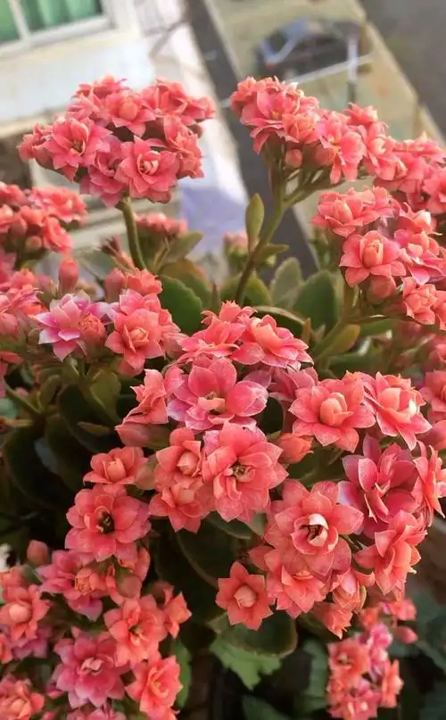 养好长寿花3步很关键花色艳花量大花期长