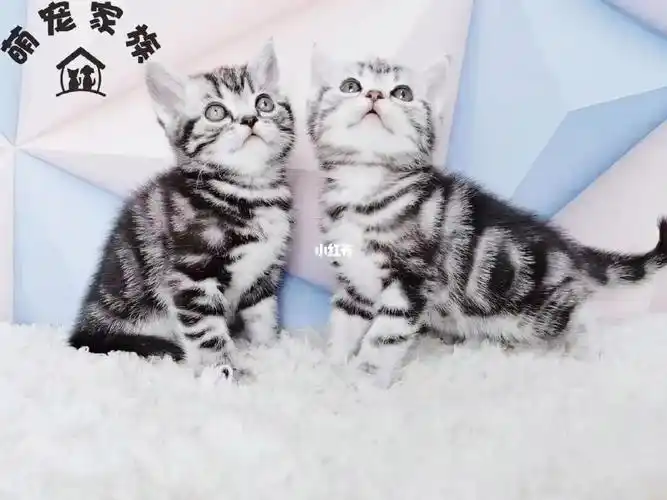美国短毛猫和英国短毛猫目前已跻身于最受欢迎的几种宠物猫种类之列.