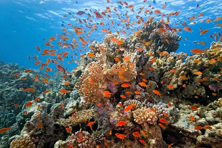 珊瑚礁图片_珊瑚礁高清图片_全景视觉
