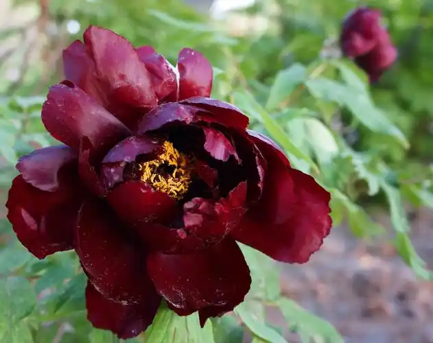 其它 牡丹情节 前几年每年都会参加洛阳牡丹文化节,拍片还是最近2-3年