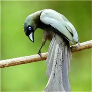 真实鸟头像漂亮好看彩羽翠鸟图片