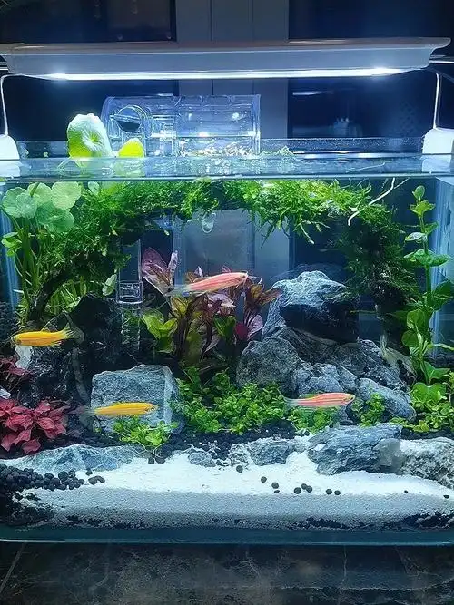 漂亮的小鱼缸心情都变好了