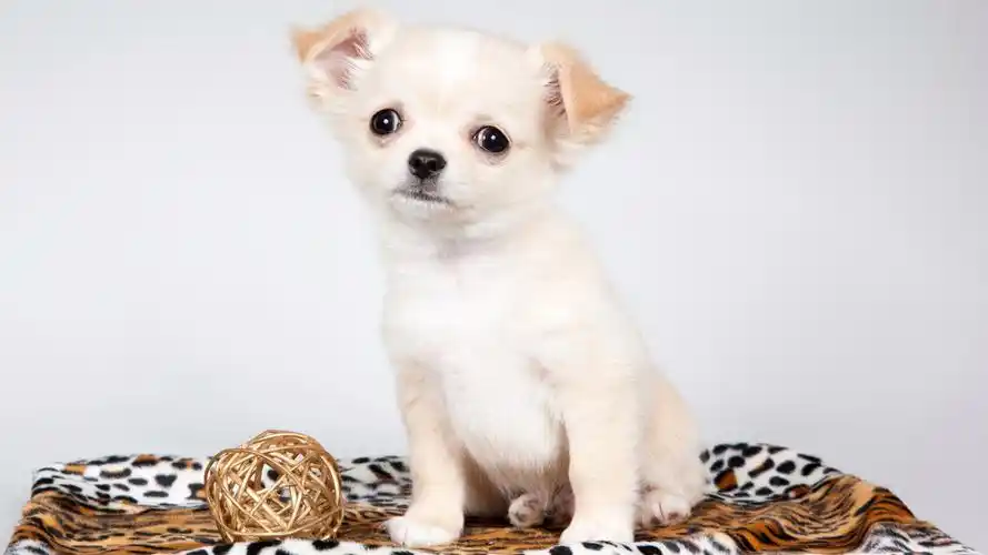 萌宠摄影忧郁眼神呆萌桌面壁纸