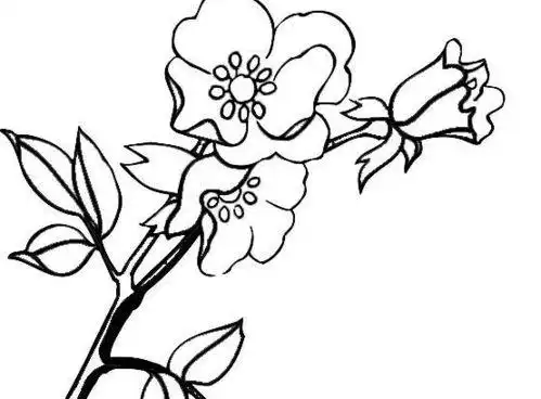 一朵花简笔画图片美丽的兰花简笔画图片大全漂亮的郁金香简单好看的花