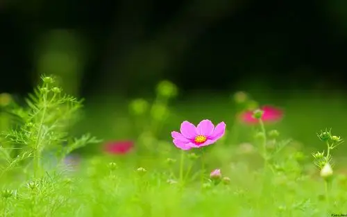 鲜花美图100张(鲜花美图小清新高清图片)