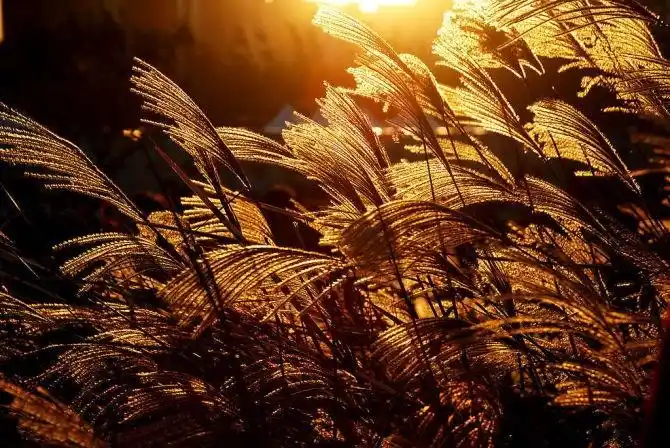 人是一根思想的苇草