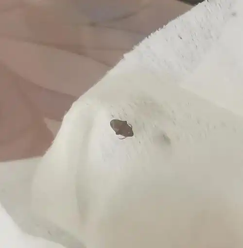 这是什么虫子啊!