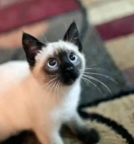 让人看起来都想笑,如果你想要饲养一只猫咪,不妨考虑一下暹罗猫!