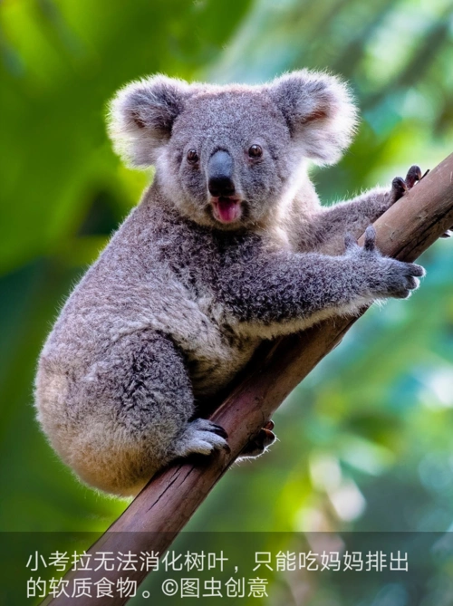 睁眼看世界可爱的动物2019819