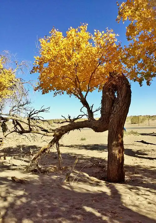 【寻找春天】《胡杨颂》【原创】