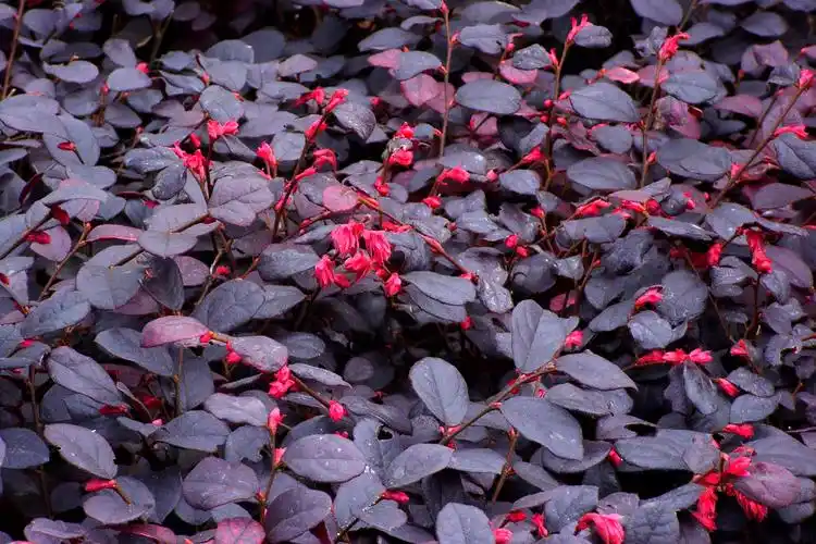 红花檵木金缕梅科檵木属