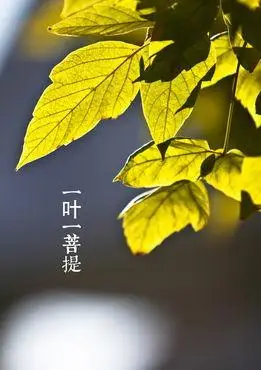 一花一世界一叶一菩提图片-搜狗图片搜索