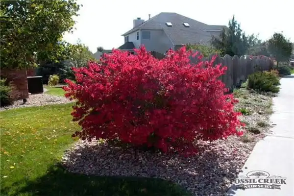 火焰卫矛(火焰卫矛和卫矛的区别)