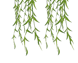 【gif抠图】透明花草素材4