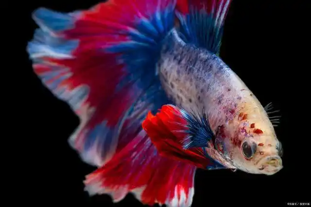 中国斗鱼泰国斗鱼怎样分辨公母