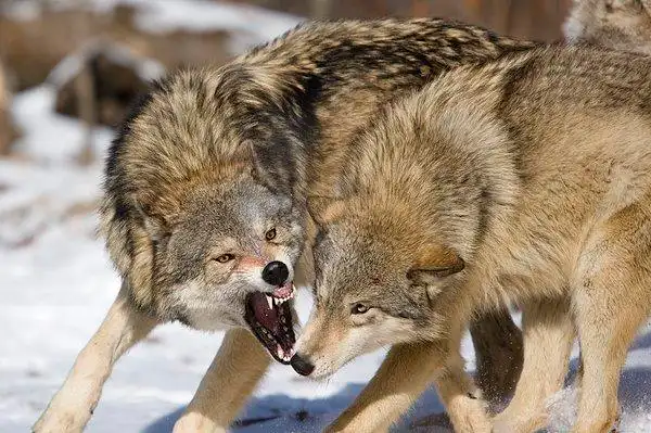 大灰狼,吃,畜体,明尼苏达,美国