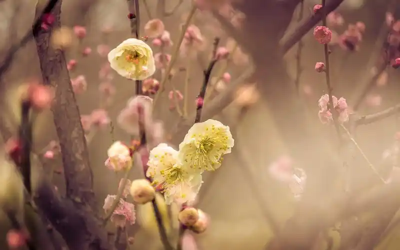 春天梅花摄影图片高清电脑桌面壁纸