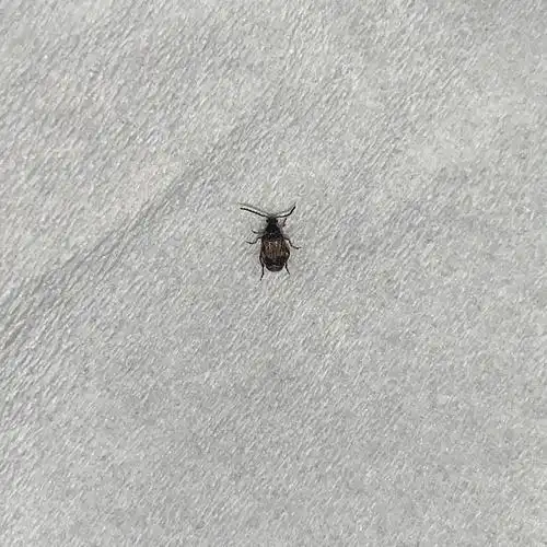 请问这是什么虫子呢,厨房发现了好多?