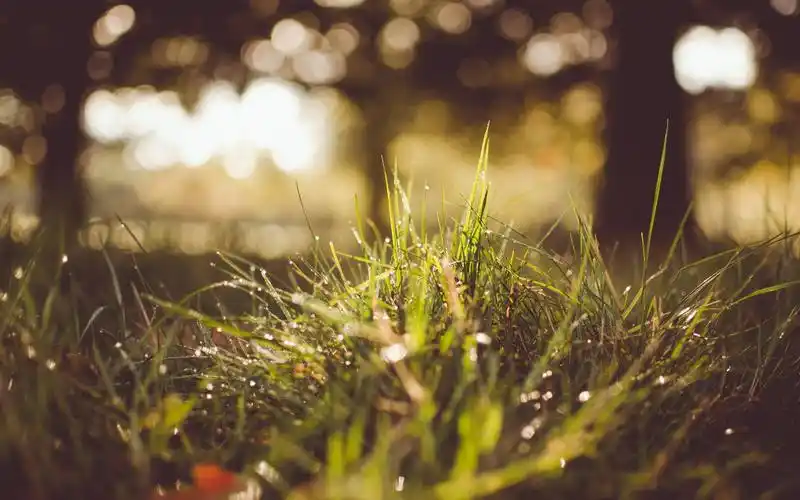 雨后,水珠,阳光夏草 壁纸 - 1920x1200