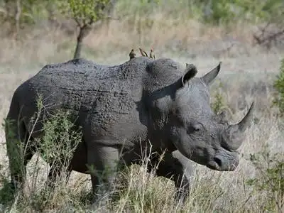 why are rhinos endangered?