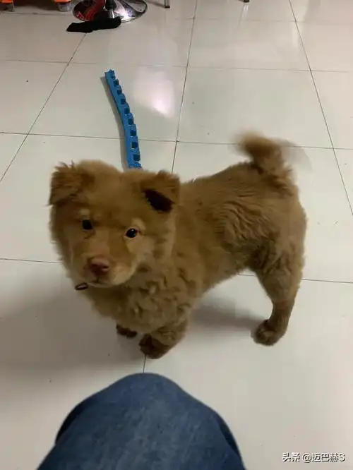 2000大洋东莞五红,纯不纯你们说的算,大家喜欢吗?