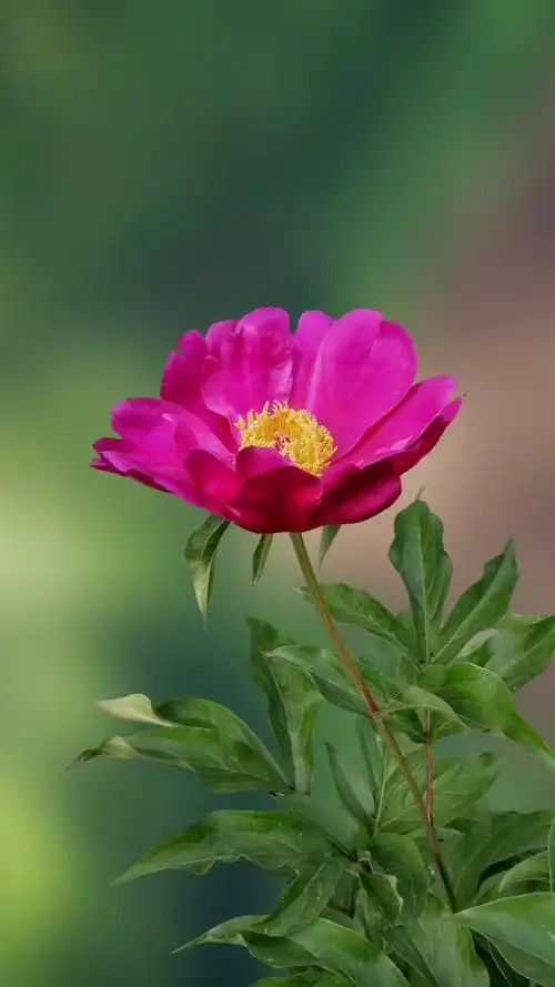 675_1200竖版 竖屏