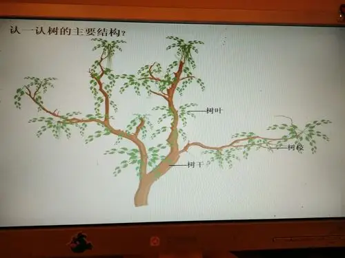 我们一起来认识树的主要结构吧(树叶,树枝,树干)