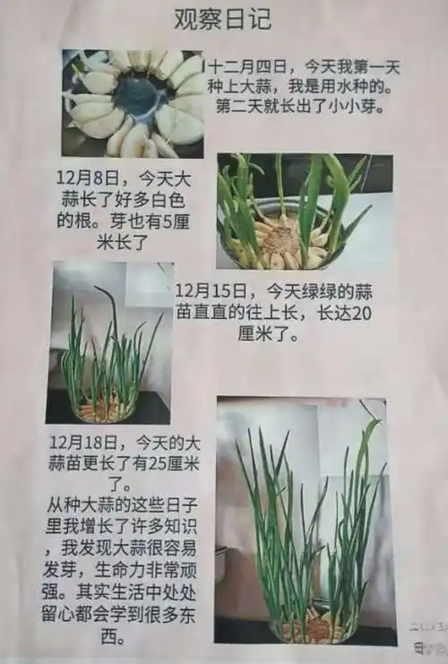 同学们的观察日记,图文并茂,记录着植物的生长,也见证着自己的成. .