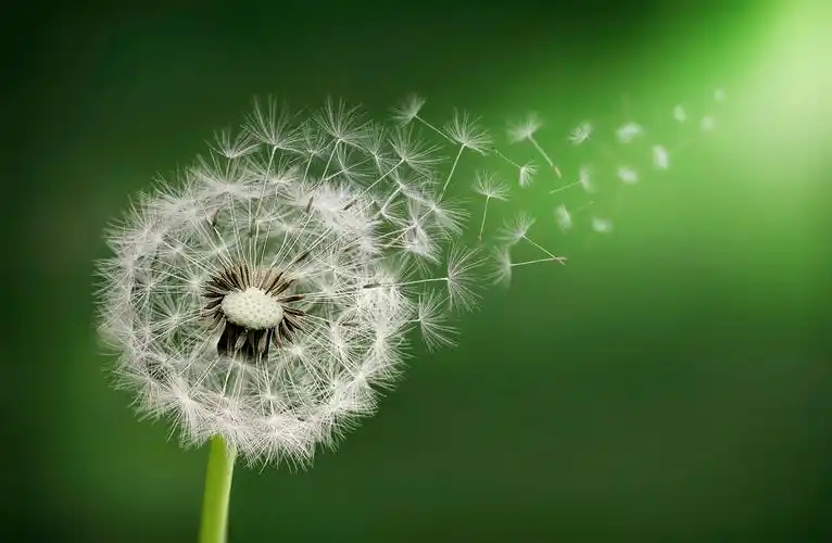 蒲公英的种子一样在早上希望的种子