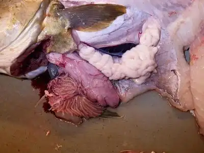 动物内脏食物去内脏鳕鱼,指已提到的人鳕鱼鱼.