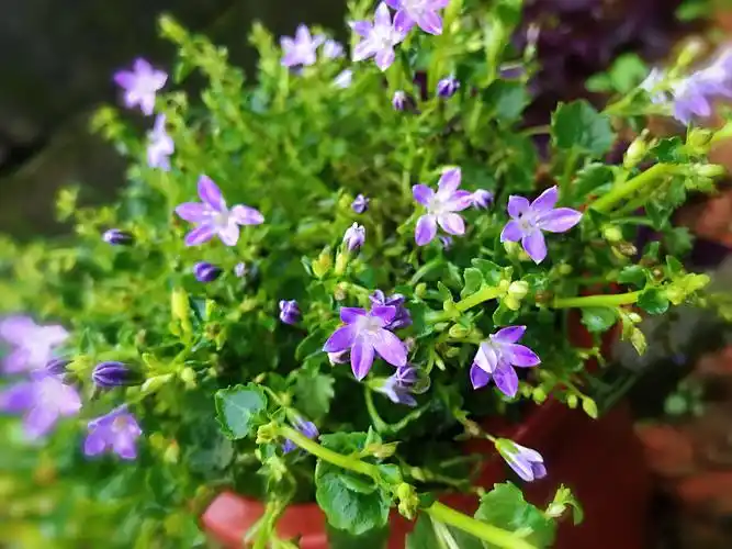 丹麦风铃草的养护爆盆想找叶子都难