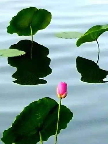 荷花----清纯,高雅,美丽,漂亮