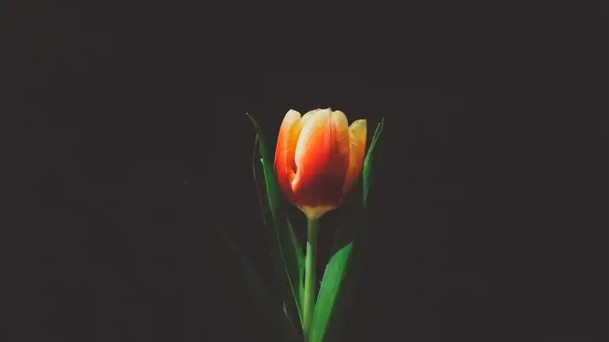 一朵郁金香花,黑色的背景 壁纸 - 1366x768