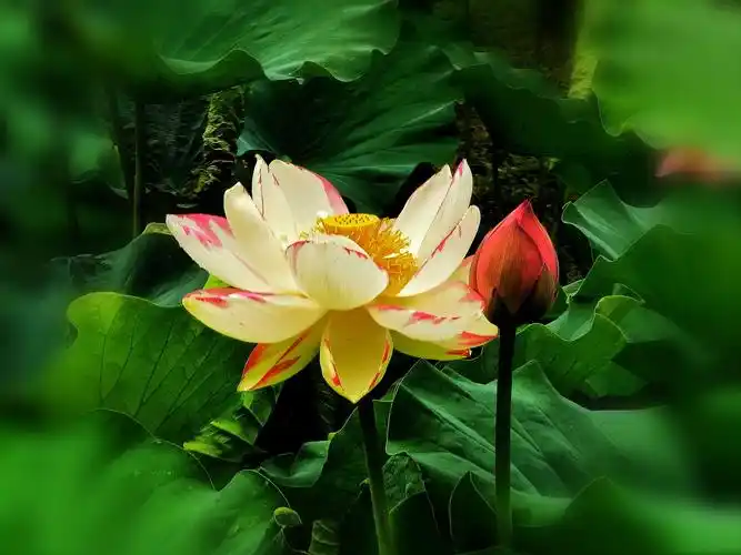 清晨漫步在荷塘边,一缕缕晨光映照在荷塘,荷花开了,嫩黄的小莲蓬很多