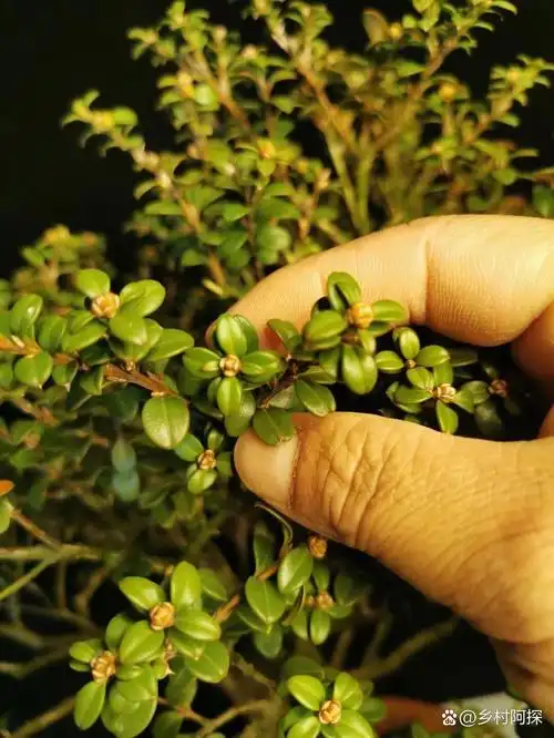 大别山珍珠黄杨