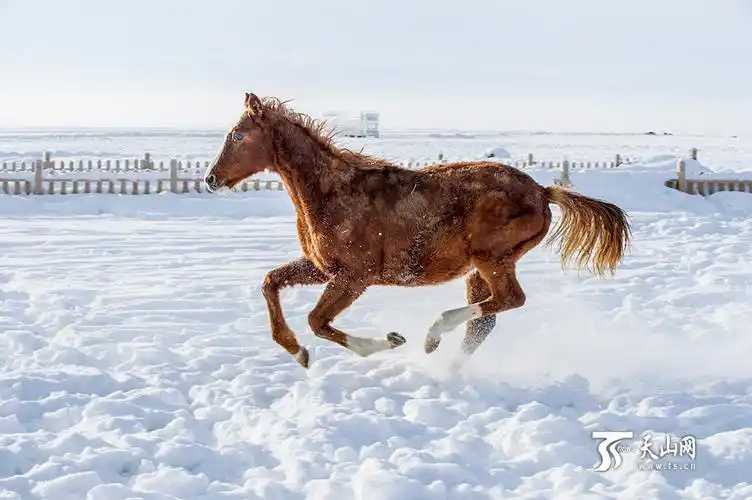 新疆昭苏马踏雪原别样美