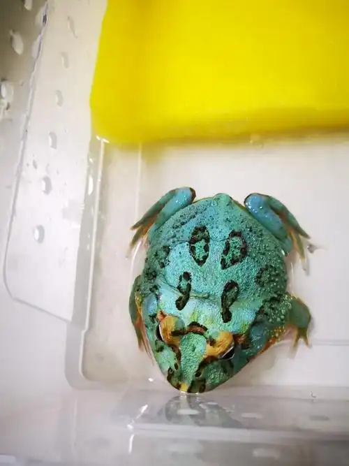 角蛙有人想玩玩的吗,成体母钟角,压成公钟角,极品日本薄荷大亚成