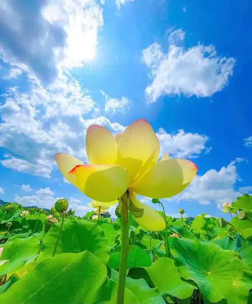 愿心如莲花清净无染