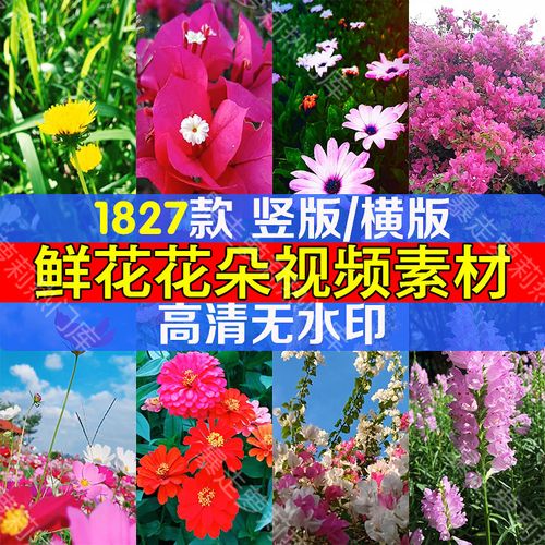 春天植物鲜花花开素材花朵盛开绽放实拍唯美抖音剪辑自媒体视频