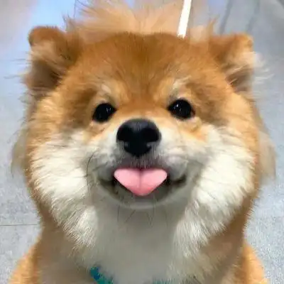 可爱狗狗头像_微信头像_我要个性网