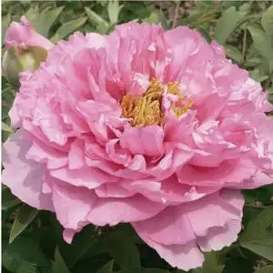 【银红巧对】品种牡丹花苗洛阳大花卉